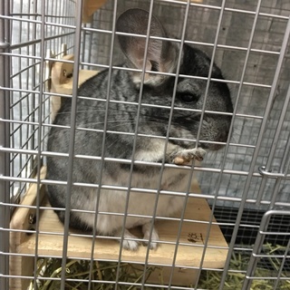 チンチラグレーオス４ヶ月里親募集