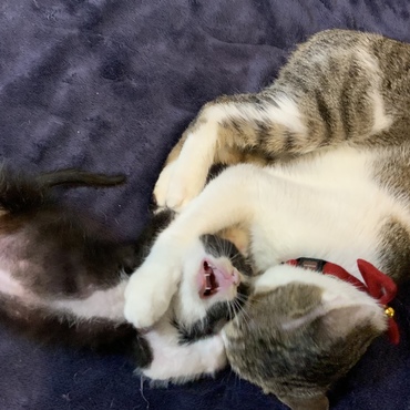 里親さん探し中の子猫に、技を教える花ちゃん。