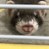 かなてぃー
