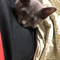 グレー男の子