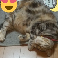 こはる
