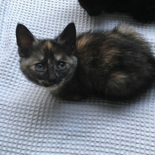 甘えん坊のサビ猫（子猫）の里親募集