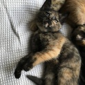 ふさふさのサビ猫（子猫）の里親募集