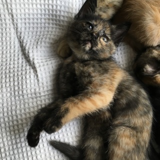 ふさふさのサビ猫（子猫）の里親募集