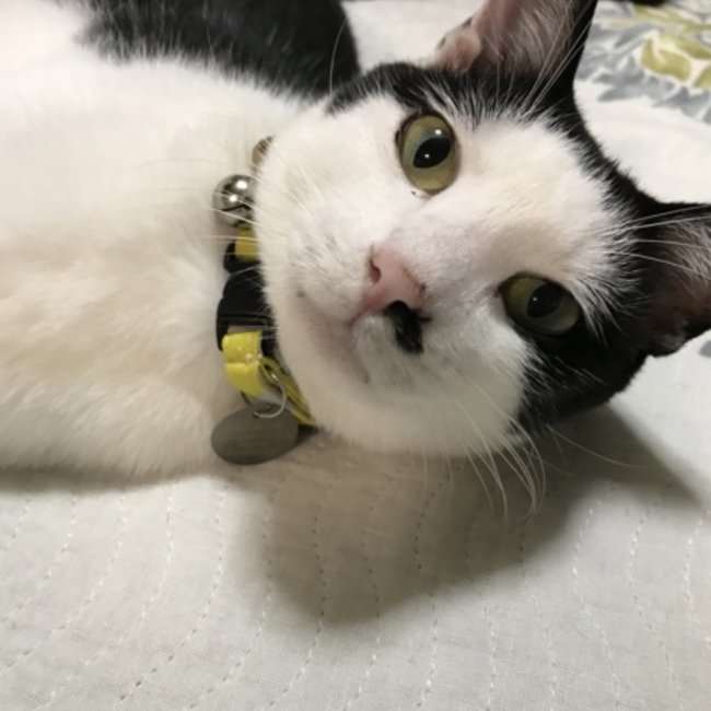 むら子のカバー写真