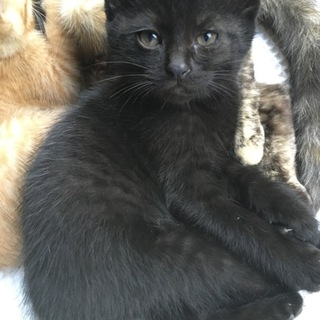 まるまるしたクロ猫（子猫）の里親募集