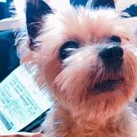 愛犬ちぃ( ｡ﾟДﾟ｡)