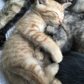 明るい瞳の茶トラ猫（子猫）の里親募集