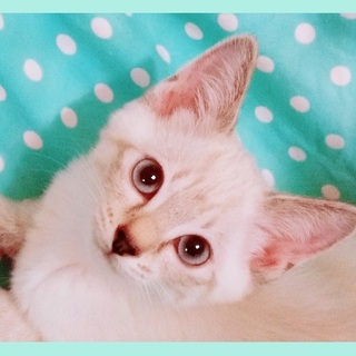 兄妹一緒におうち探し♪ちゅぴか