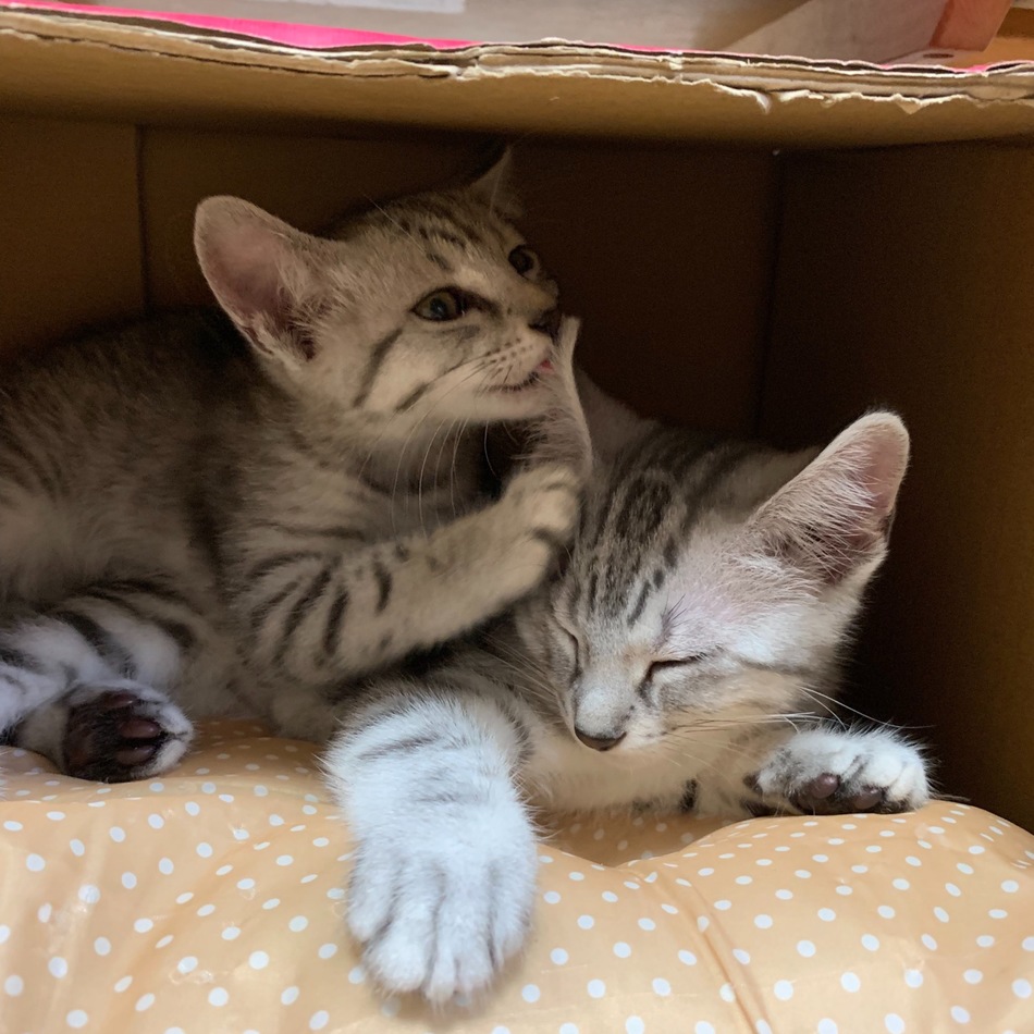 アメミヤのカバー写真