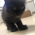 仔猫