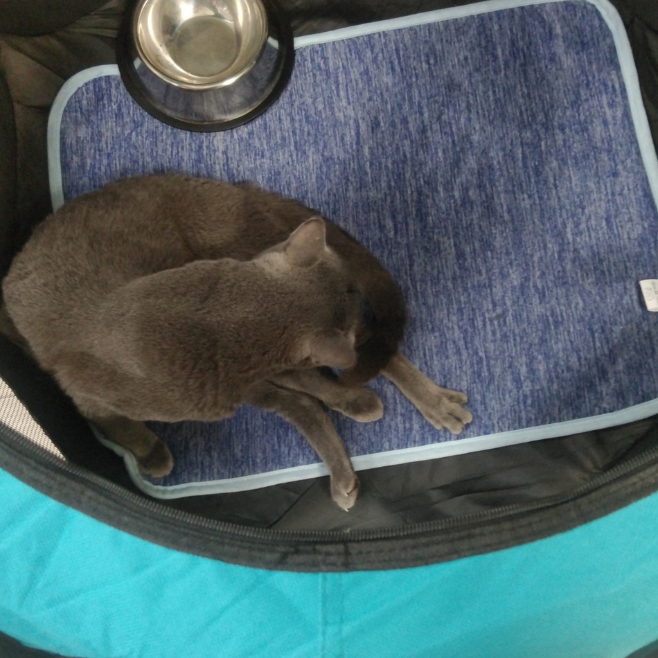 ラジエルのカバー写真