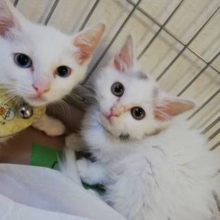 長毛の白子猫姉妹　ハイジ