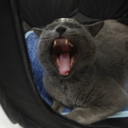 「里親募集に関して」サムネイル2