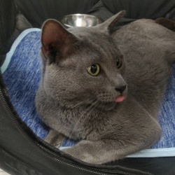 「里親募集に関して」サムネイル3