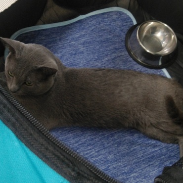 ラジエルの写真