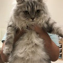 ペルシャ 1歳 オス 