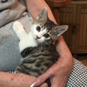2ヶ月の子猫里親募集