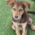 全身茶色の仔犬くん