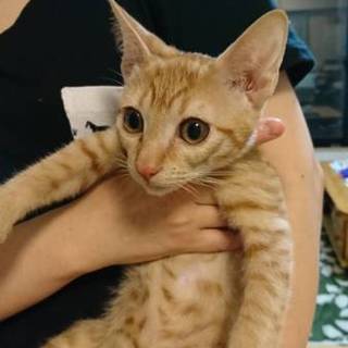 人馴れ抜群！甘えん坊の茶トラくん