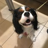 うちのchuck君です。
