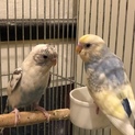 セキセイインコの若鳥ペアの里親様募集！