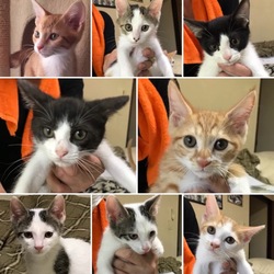 保護猫譲渡会@島忠八潮店