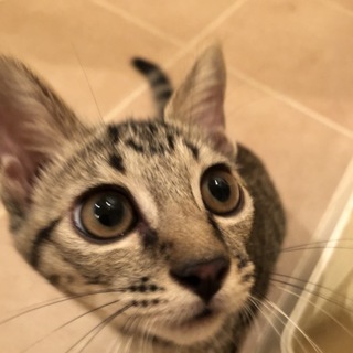 キジオです。