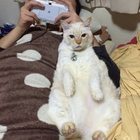 こたる