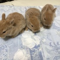 ミニうさぎの里親さん募集