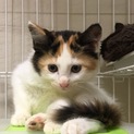 長毛の三毛猫ちゃんです