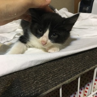 長毛のハチワレ君です