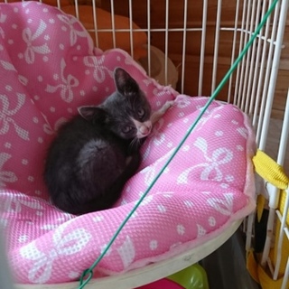 迷い猫？捨て猫？　