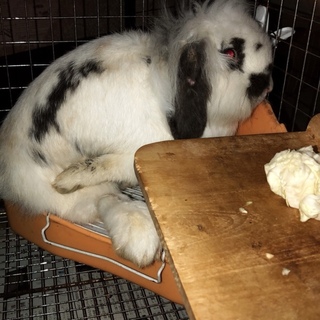 うさぎの里親募集