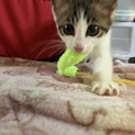 ベタ慣れな美人子猫ちゃん