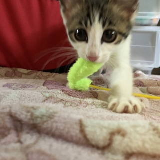 ベタ慣れな美人子猫ちゃん