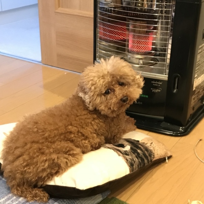 モミ3のカバー写真