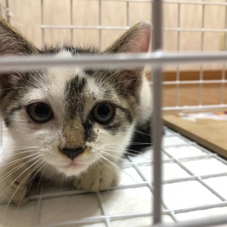 生後まもない子猫∩><∩