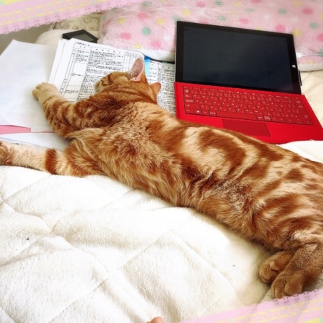 nooaのカバー写真