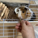 急募‼️1.5歳のモルモットちゃん