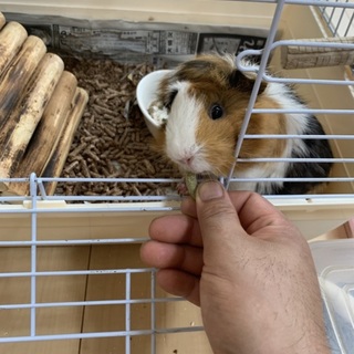 急募‼️1.5歳のモルモットちゃん