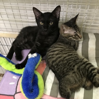 ジジ似の黒猫こしあん君