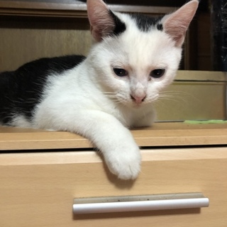 ３か月のオスの子猫