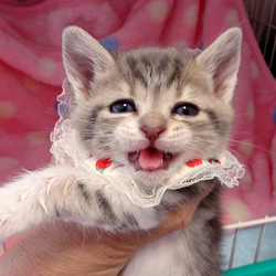 ゆめネコ譲渡会☆参加猫募集!