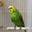 セキセイインコの里親募集(4羽)