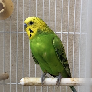 セキセイインコの里親募集(4羽)