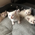 可愛いすぎる子猫たち【生後1ヶ月】5匹