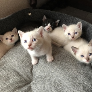 可愛いすぎる子猫たち【生後1ヶ月】5匹