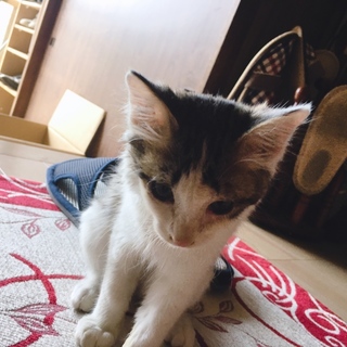 小顔でキュートな子猫ちゃん