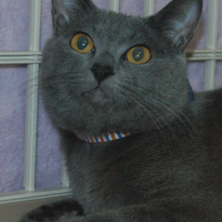 おとなしい美猫